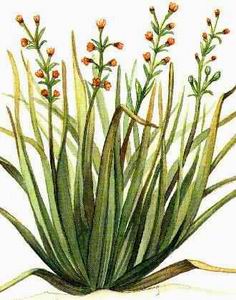 citronella-cymbopogon-nardus